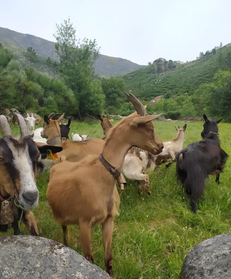 Abrigo Do Cabecinho - Serra Da Estrela Cortes do Meio Εξωτερικό φωτογραφία